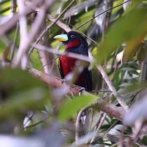 Black-and-red Broadbill - Taman Negara