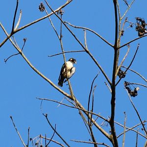 Black-thighed Falconet - Taman Negara