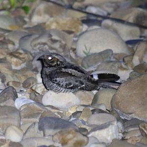 Large-tailed Nightjar - Taman Negara