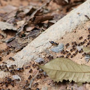 Termites on the Move - Taman Negara