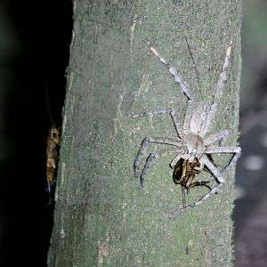 Spider with Cockroach Prey - Taman Negara