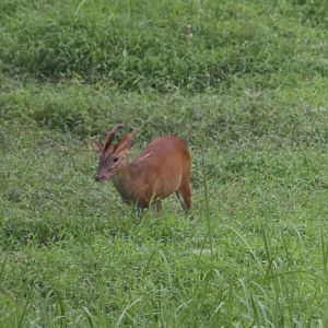 Red Muntjac - Taman Negara