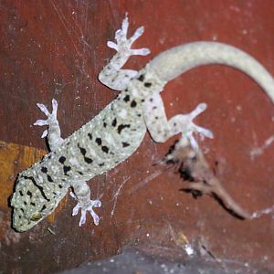 Gecko Species - Taman Negara