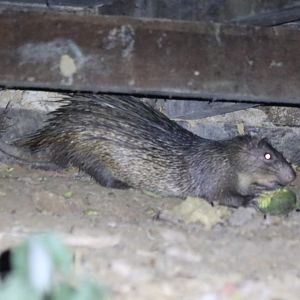 Asiatic Brush-tailed Porcupine - Taman Negara