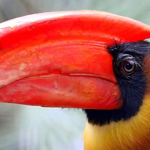 Rufous hornbill; Pairi Daiza; 12th September 2018