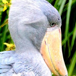 Shoebill; Pairi Daiza; 12th September 2018