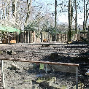 Red river-hog-enclosure