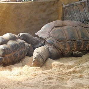 Aldabra tortoises