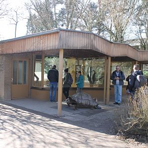 Aldabra tortoise-house