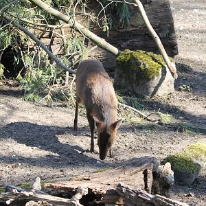Taiwan muntjac