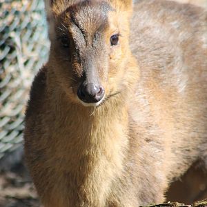 Taiwan muntjac