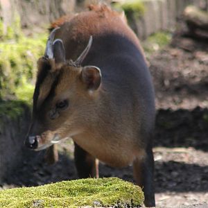Taiwan muntjac