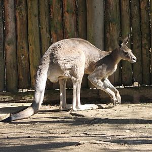 Eastern grey kangaroo
