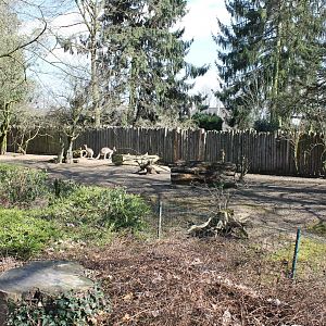 Grey kangaroo - Parma wallaby-enclosure