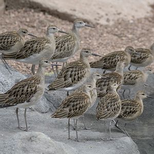 The new inhabitants of the Cottage Aviary