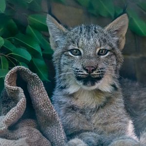 One of the three, 4 month old Canadian Lynx.