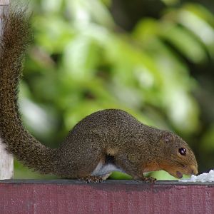 Sunda Black-banded Squirrel (Callosciurus nigrovittatus)