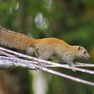 Grey-bellied Squirrel (Callosciurus caniceps)