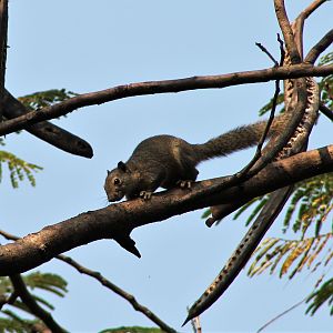 Irrawaddy or Hoary-bellied Squirrel (Callosciurus pygerythrus)