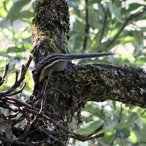 Himalayan Striped Squirrel (Tamiops macclellandii)