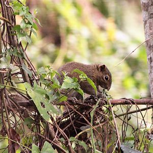 Irrawaddy or Hoary-bellied Squirrel (Callosciurus pygerythrus)