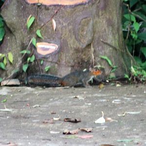 Red-cheeked Ground Squirrel (Dremomys rufigenis)
