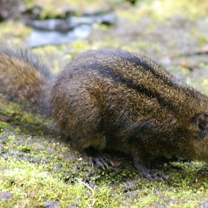 Niobe Ground Squirrel (Lariscus niobe)