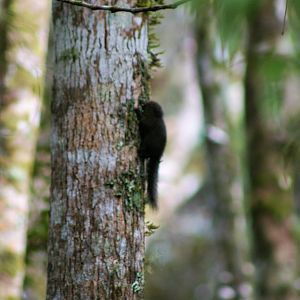 Sulawesi Dwarf Squirrel (Prosciurillus murinus)