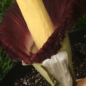 Corpse flower