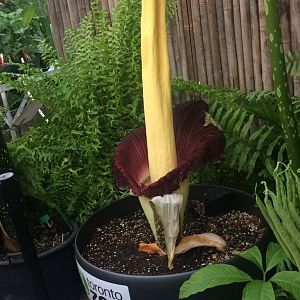 Corpse flower
