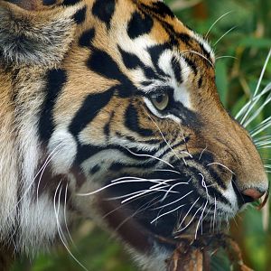 Sumatran Tiger eat c