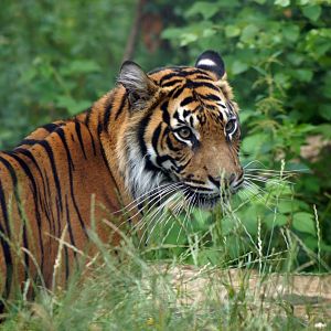 Sumatran Tiger