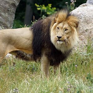 Male Lion
