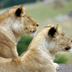 Female Lions