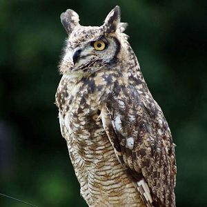 African Spotted Eagle Owl