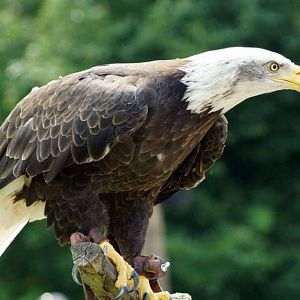 Bald Eagle