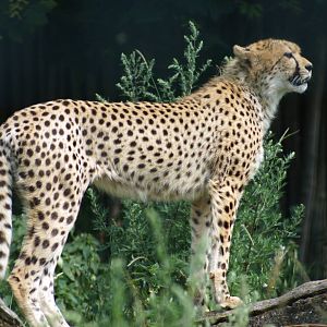 South African Cheetah