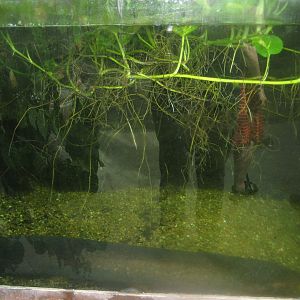 Terrariet Vissenbjerg - Southeast Asia - Electric eel exhibit