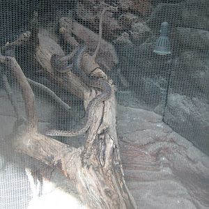 Terrariet Vissenbjerg - Southeast Asia - Python(?) exhibit