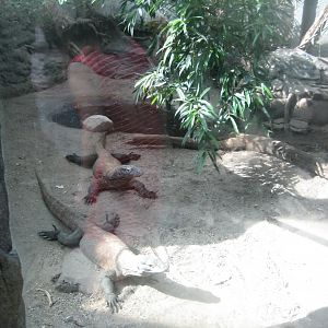 Terrariet Vissenbjerg - Southeast Asia - Komodo dragon exhibit