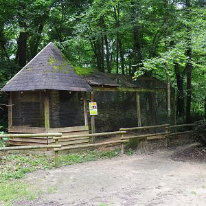 Small-spotted Genet Enclosure at Pescheray, 13/06/18