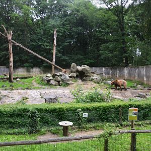 Brown Bear Enclosure at Pescheray, 13/06/18