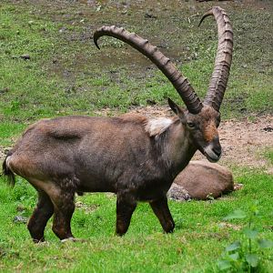 Alpine Ibex at Pescheray, 13/06/18