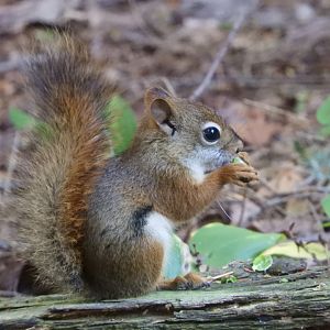 American Red Squirrel (Tamiasciurus hudsonicus)