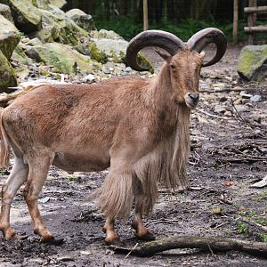Barbary Sheep at Pescheray, 13/06/18