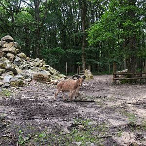Barbary Sheep Enclosure at Pescheray, 13/06/18