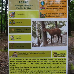 Signage Example (Pyrenean Chamois) at Pescheray, 13/06/18