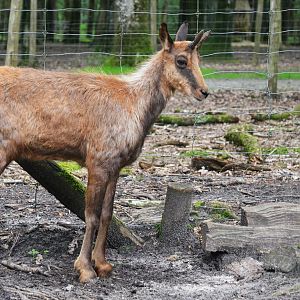Pyrenean Chamois at Pescheray, 13/06/18