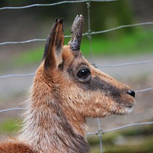 Pyrenean Chamois at Pescheray, 13/06/18
