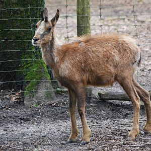 Pyrenean Chamois at Pescheray, 13/06/18